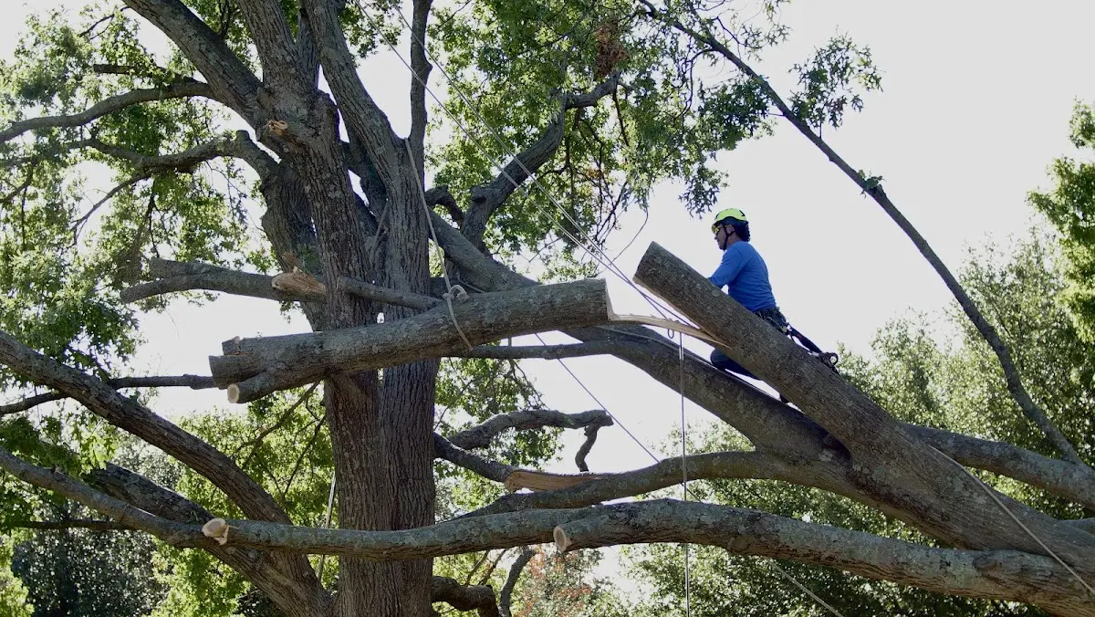Professional Crown Thinning performed by certified arborists in Middlebrook