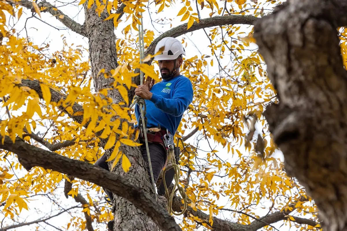 Skilled Emergency Tree Service crew working in Middlebrook